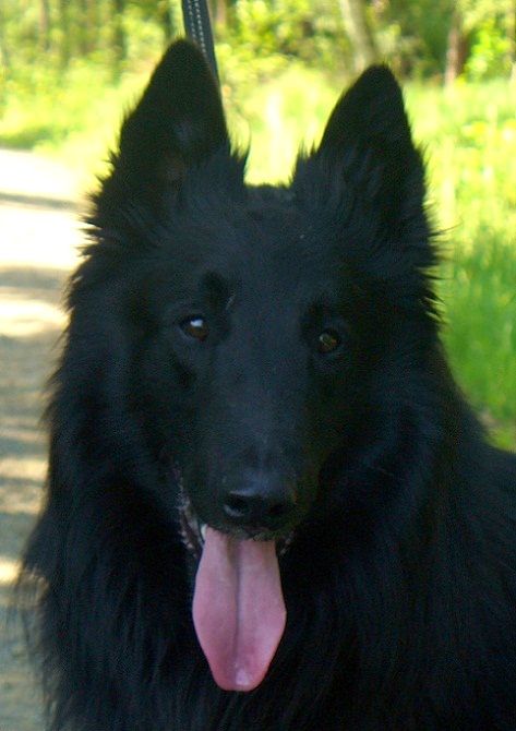 Jatoba black Rex of Vanessa